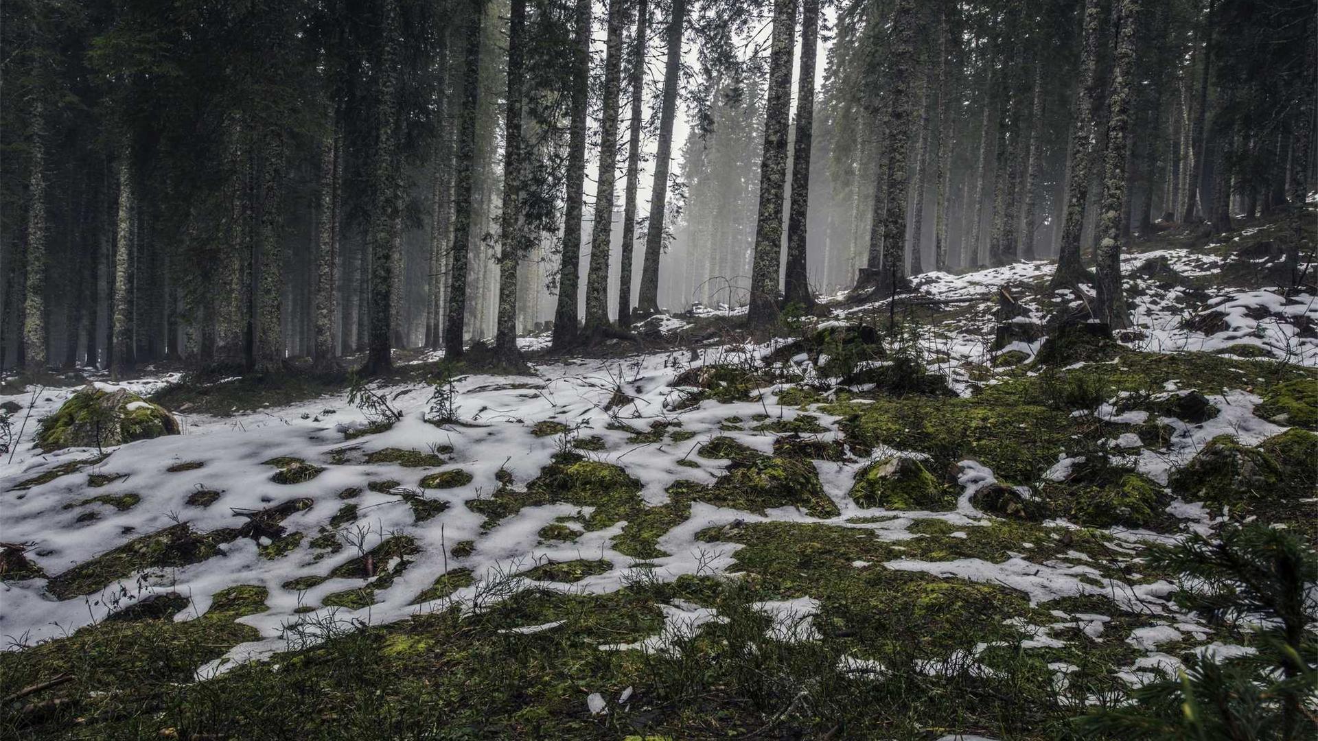 Random image from Lorem Picsum