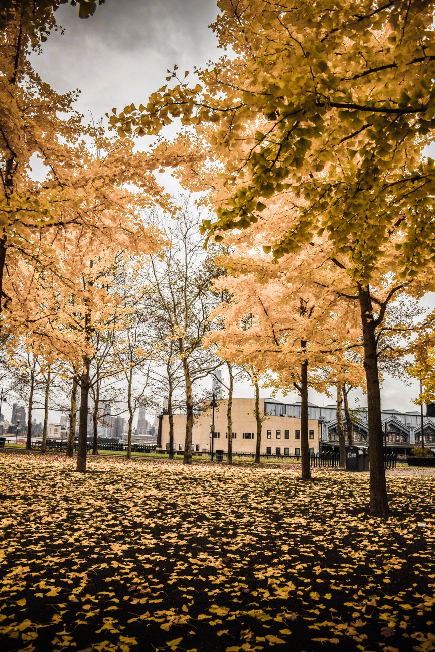 A serene autumn park filled with golden leaves and trees, set against an urban backdrop.