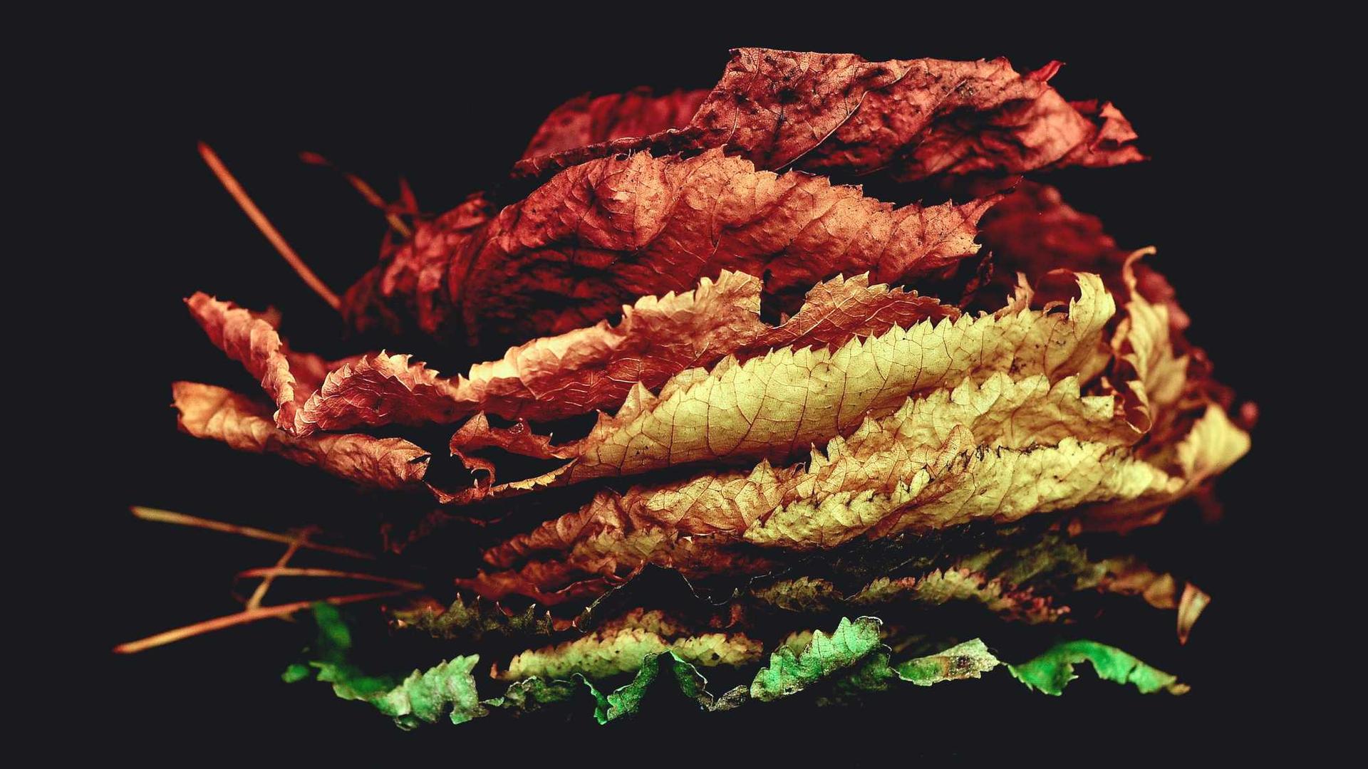 Random image from Lorem Picsum