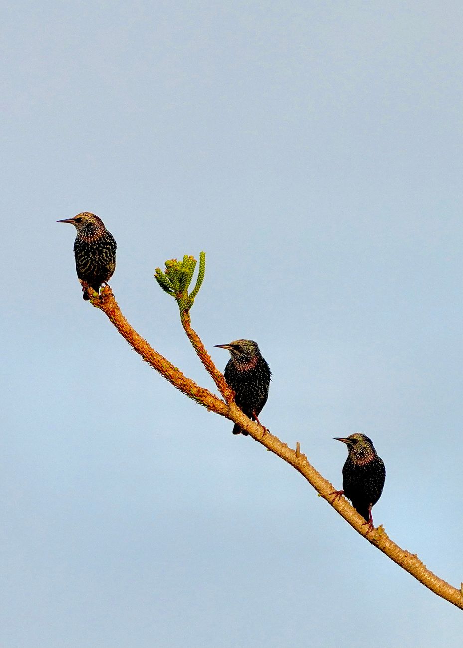 Three European starlings on a branch against a clear sky creating a nature-focused vertical composition.