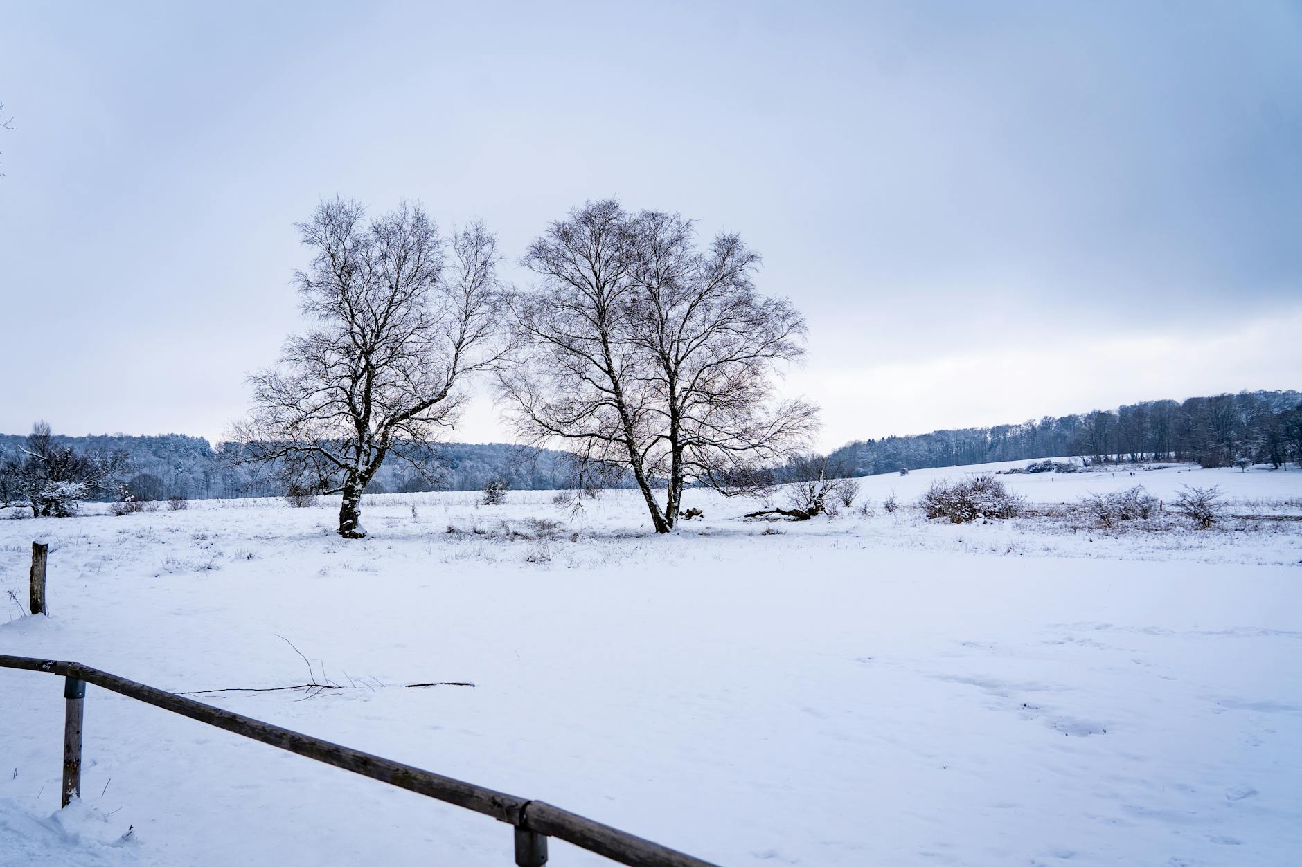 Serene winter view of snow-covered trees and fields in Lenningen, Germany.
