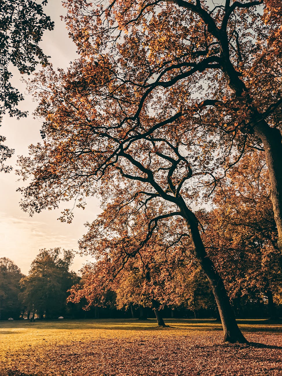 Capture the essence of autumn with golden leaves and sunlight in a Hamburg park.