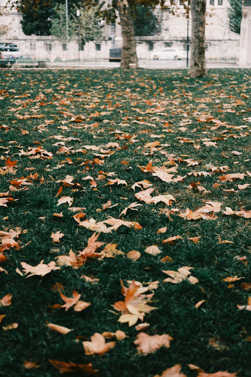 Fall leaves scattered on a grassy field in a city park setting.