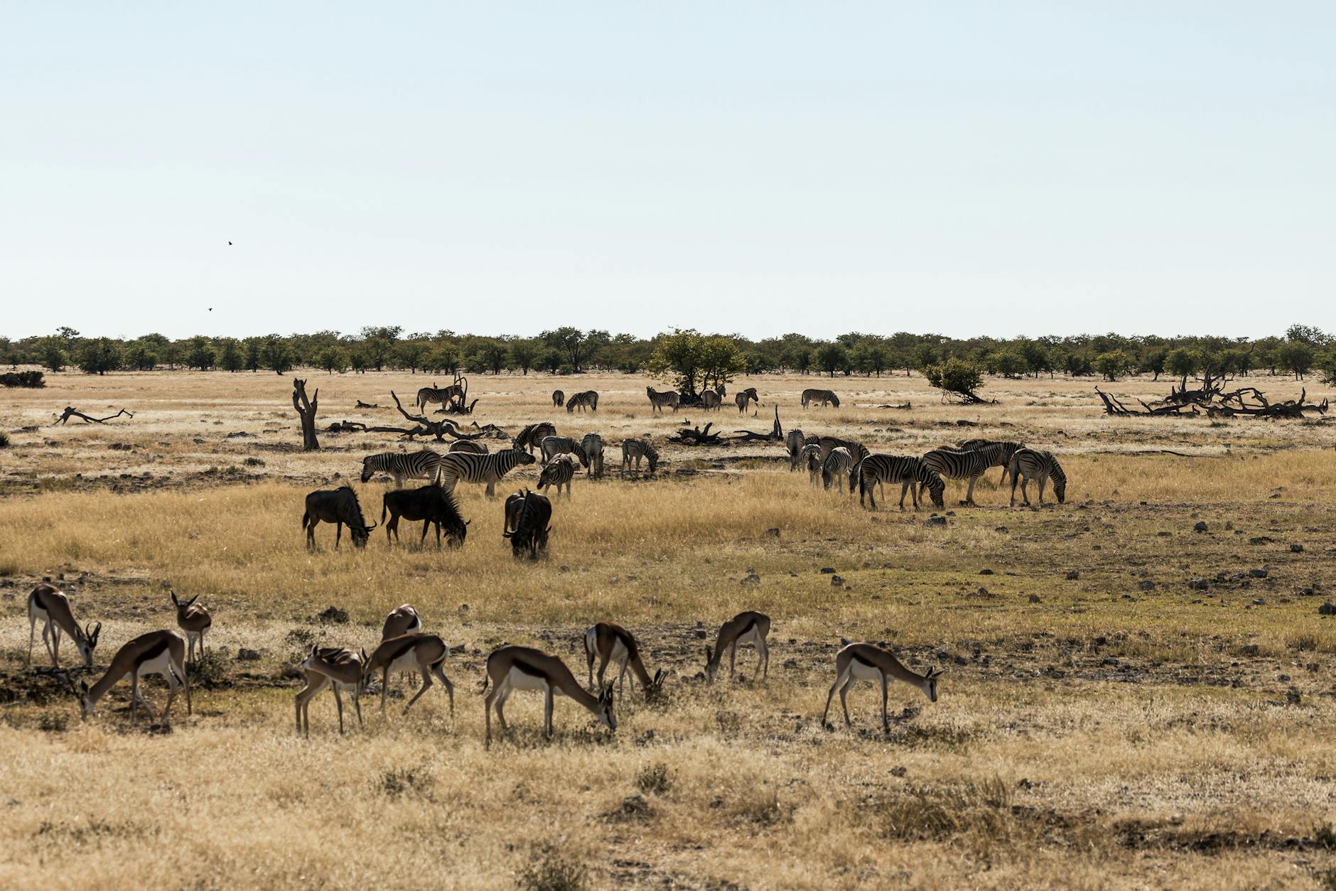 A picturesque wildlife scene featuring zebras and springboks grazing in an African savannah landscape under a clear sky.
