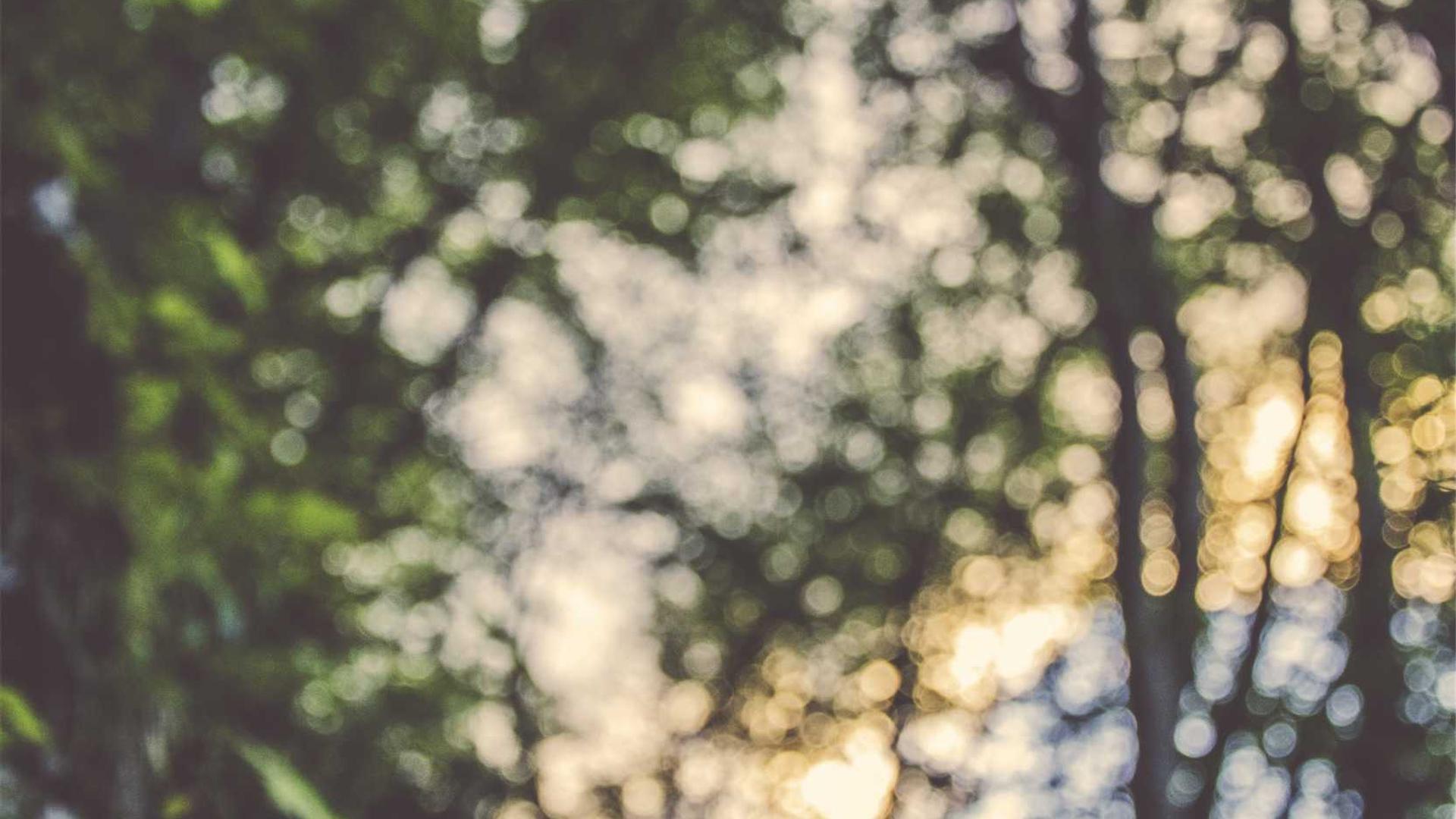 Random image from Lorem Picsum