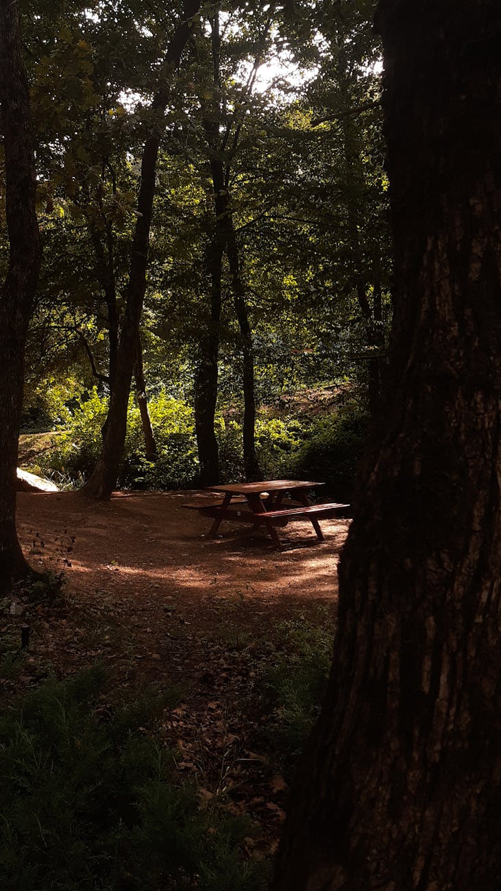 A tranquil forest scene with a picnic table bathed in soft sunlight, perfect for a peaceful retreat.