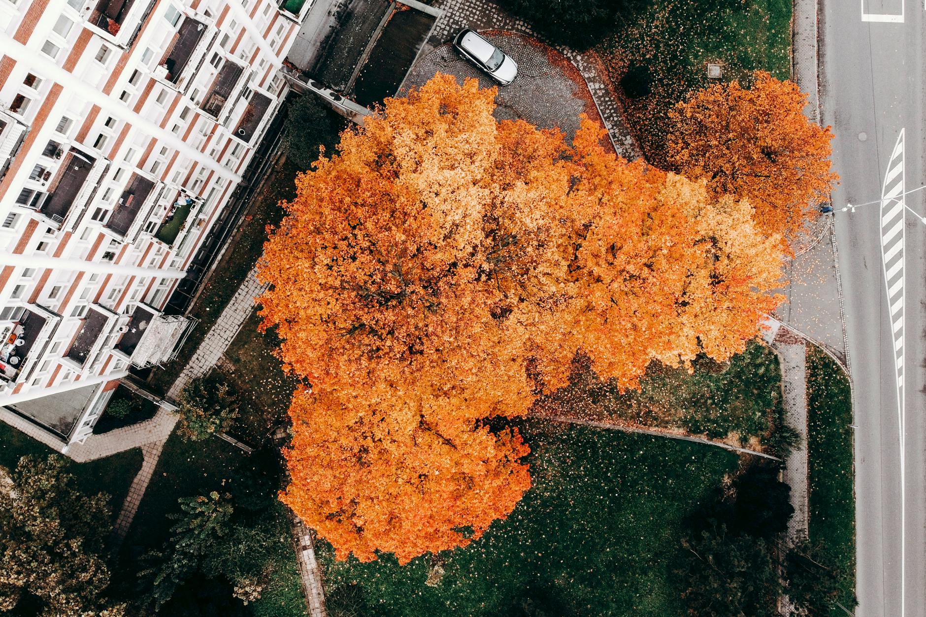 A stunning aerial view of a large tree with vibrant autumn leaves beside a building and road.