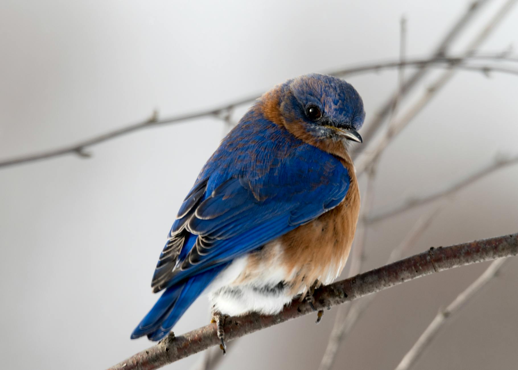 A vibrant Eastern Bluebird with vivid blue feathers perched on a bare tree branch.