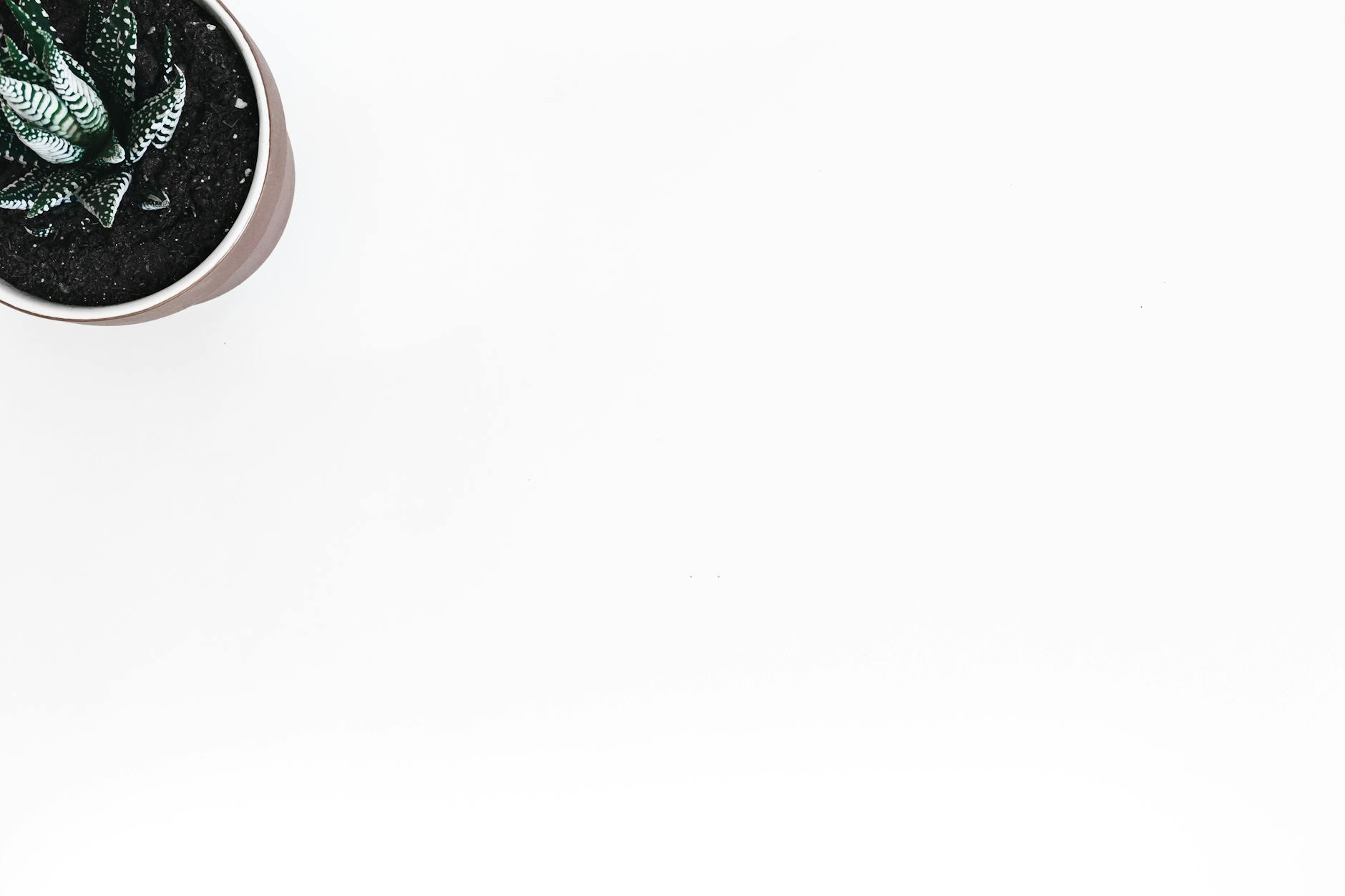 Top view of a potted succulent on a white background, ideal for minimalist and modern design themes.