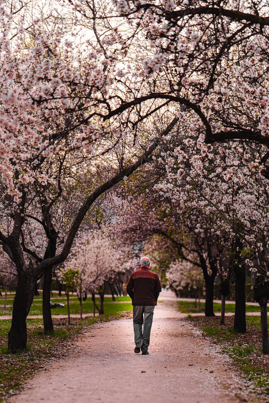 A solitary man walks down a cherry blossom-lined path, capturing the tranquility of spring.