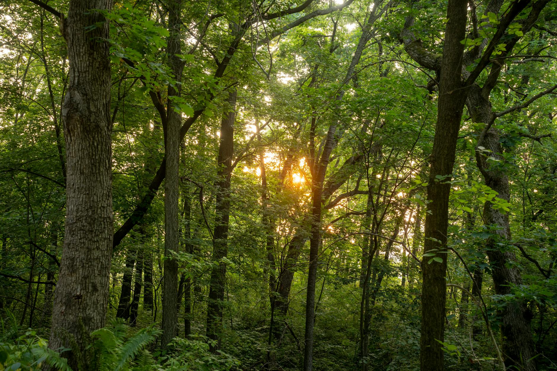 Sunset casting warm glow through dense green forest in Trevino, Wisconsin.