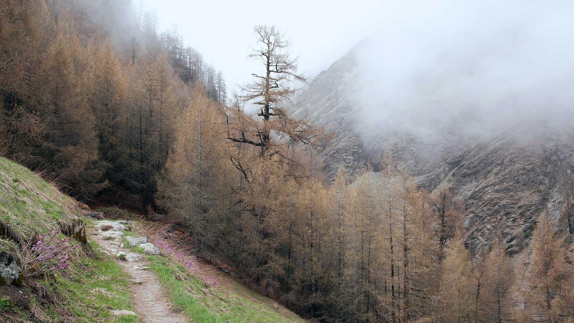 Random image from Lorem Picsum