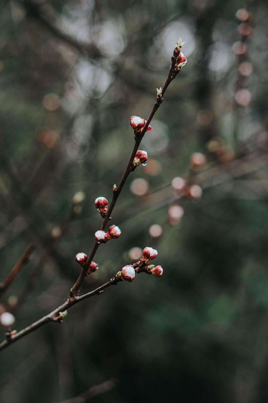 Detailed view of budding twig in a natural setting, showcasing growth and renewal.
