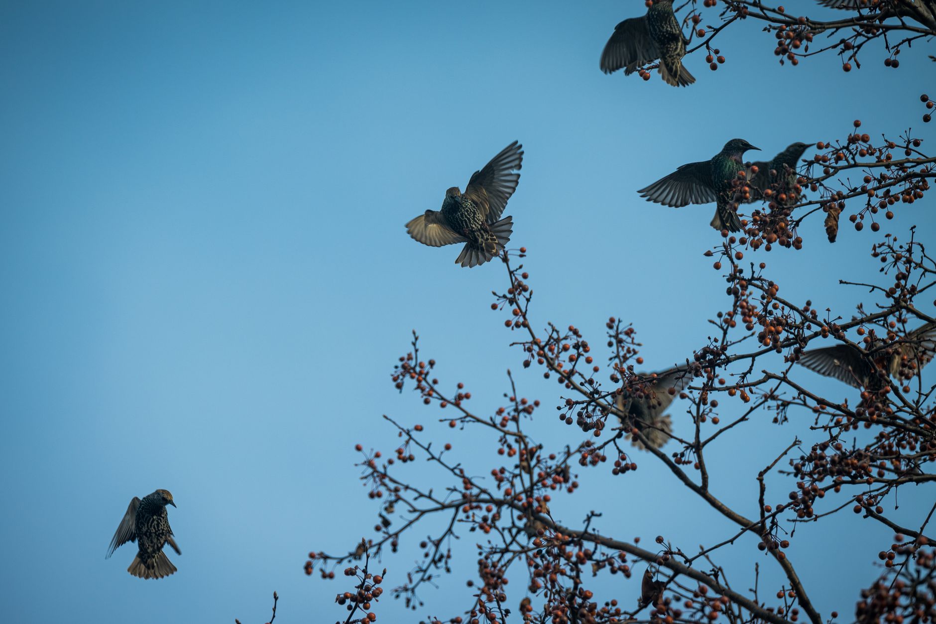 A flock of starlings perched on berry-laden branches against a clear blue sky.