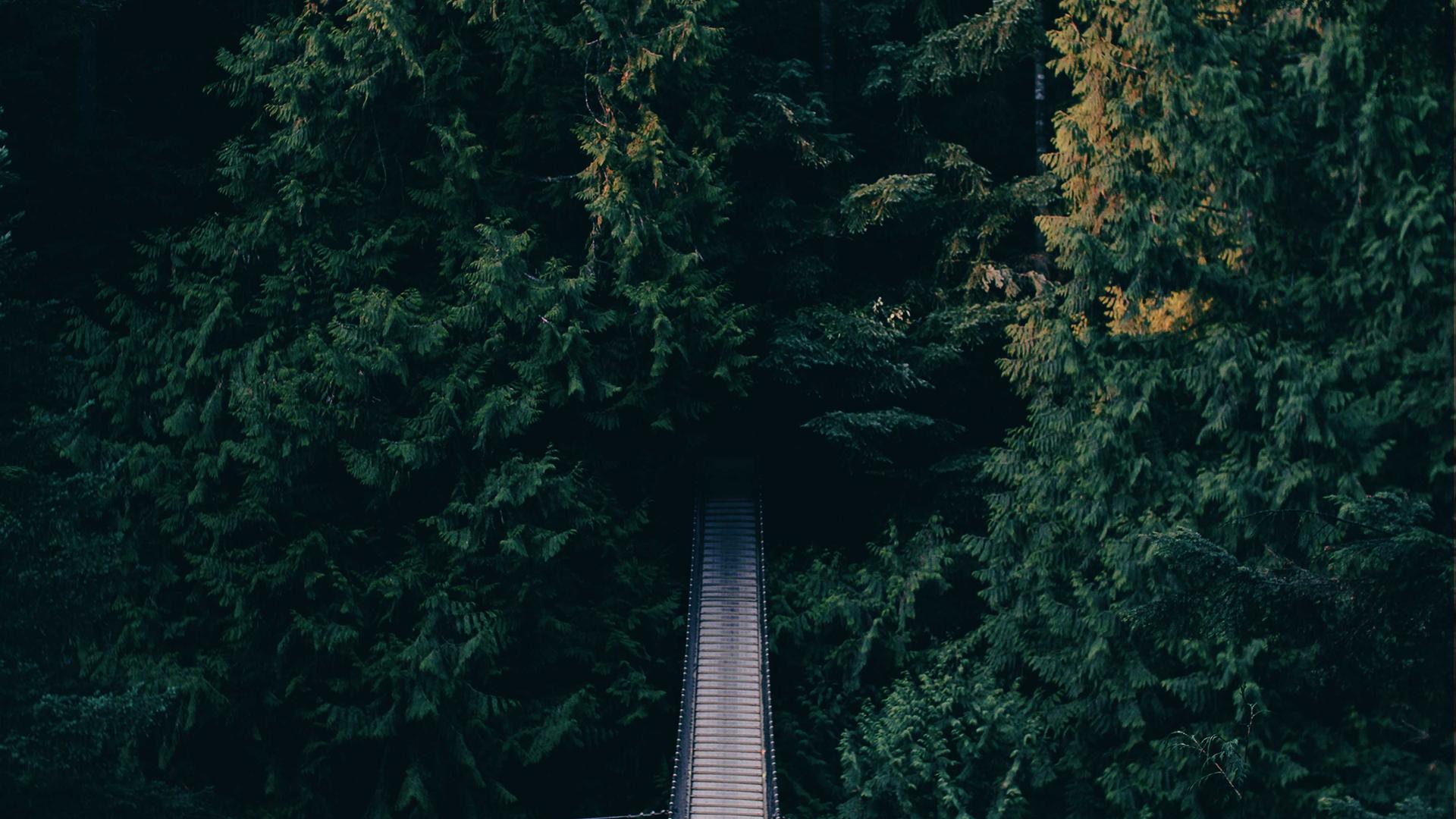 Random image from Lorem Picsum