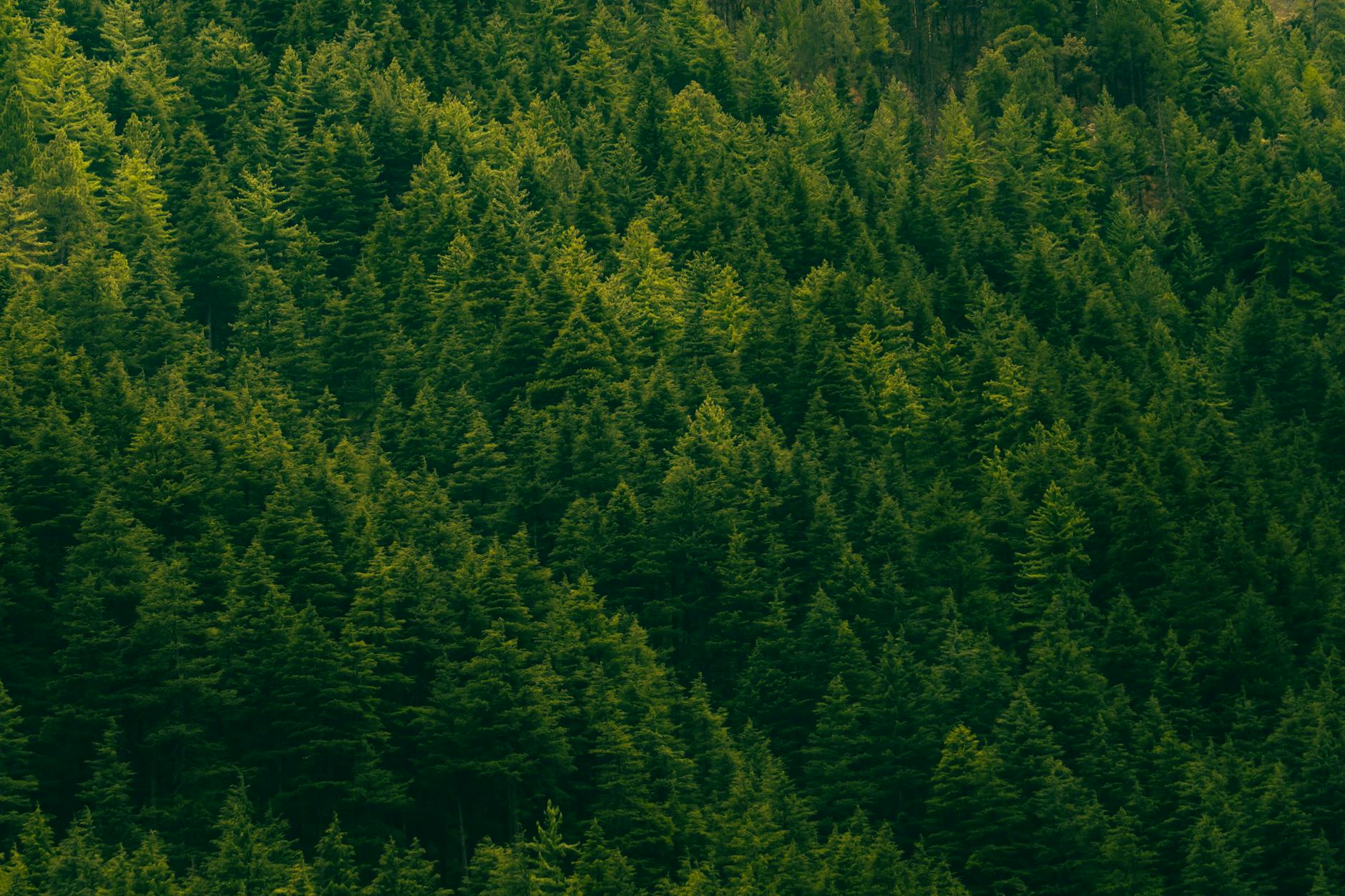 Aerial view of a dense evergreen forest in Kasol, Himachal Pradesh, capturing nature's green beauty.