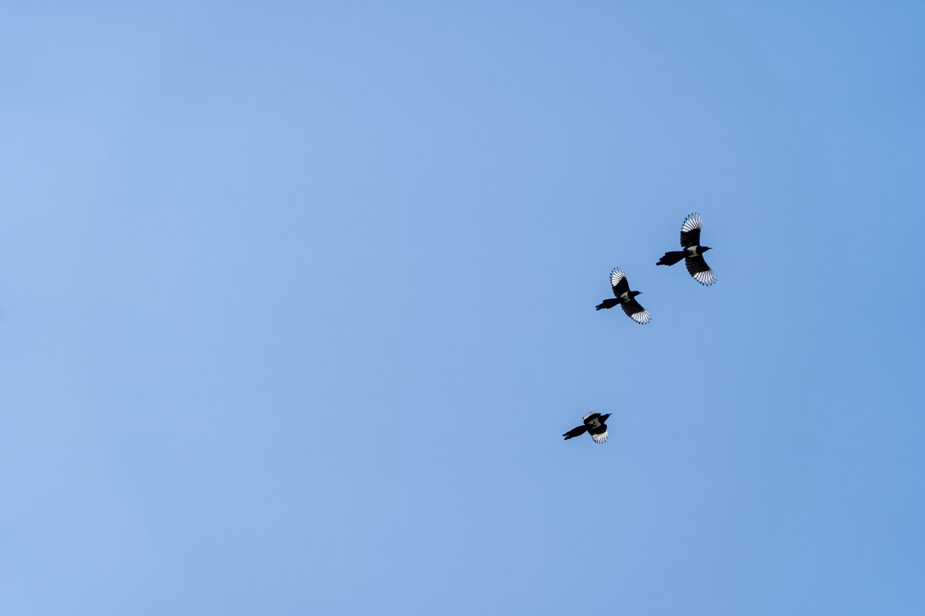 A trio of birds flying high against a clear blue sky, showcasing their wings.