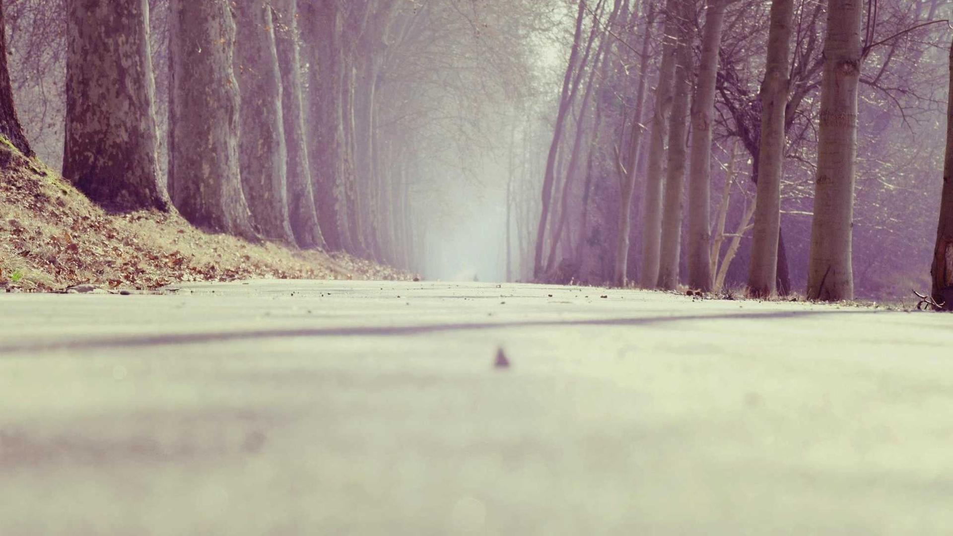 Random image from Lorem Picsum