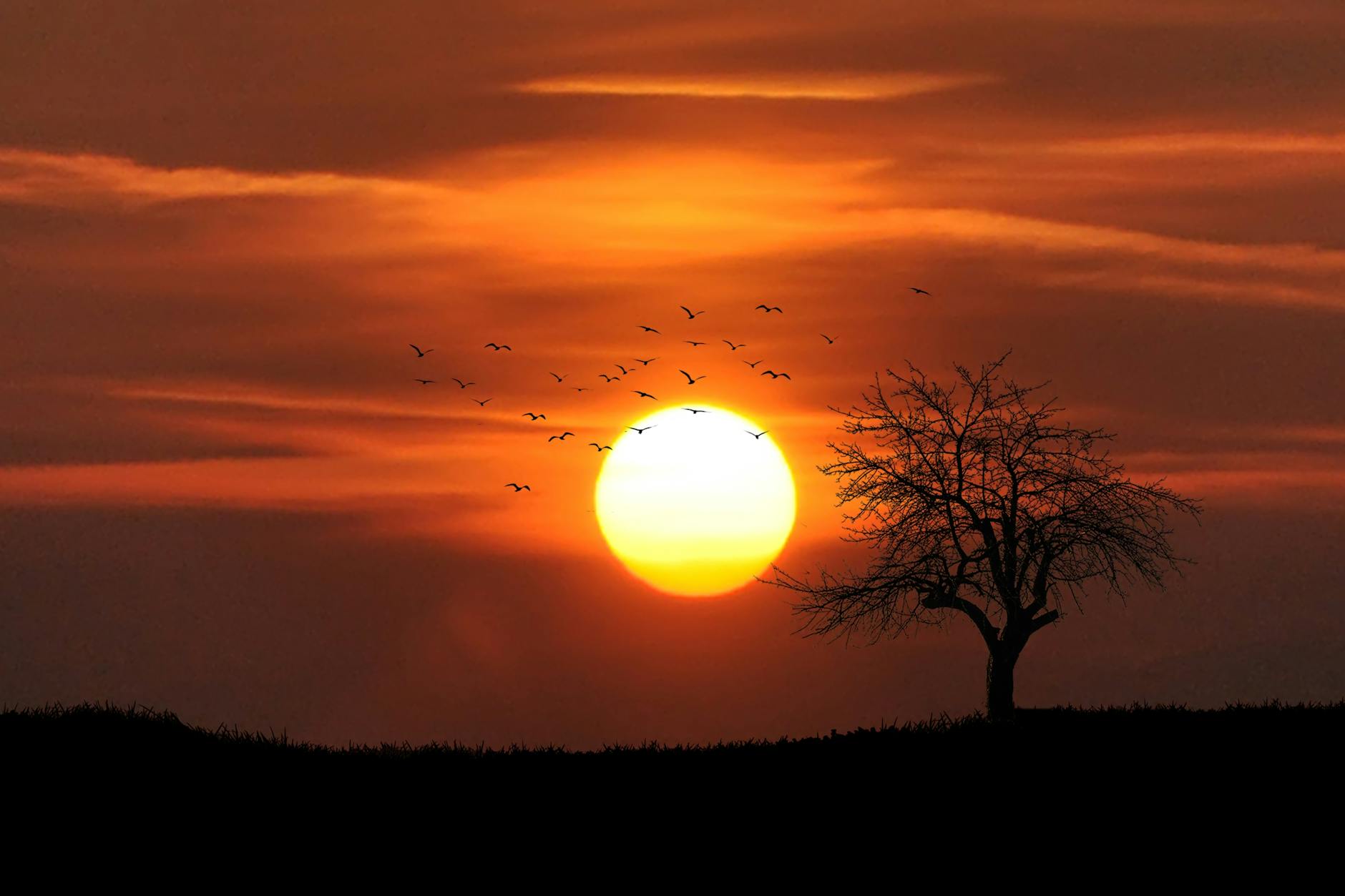 A striking silhouette of a tree against a vibrant sunset sky with birds in flight.