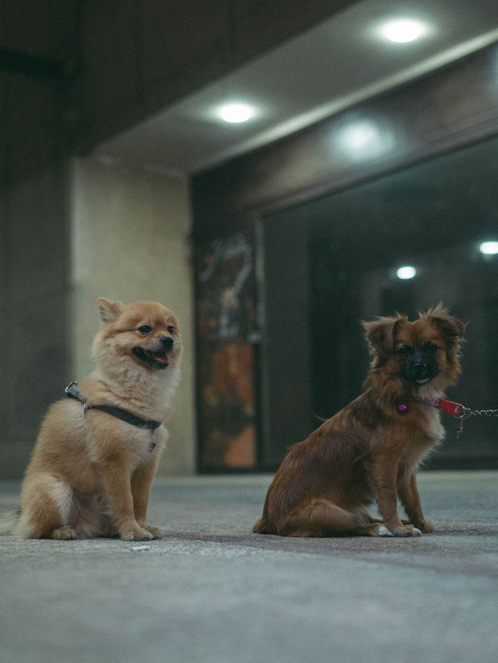 Two small dogs sit on a city sidewalk, captured at night under streetlights.