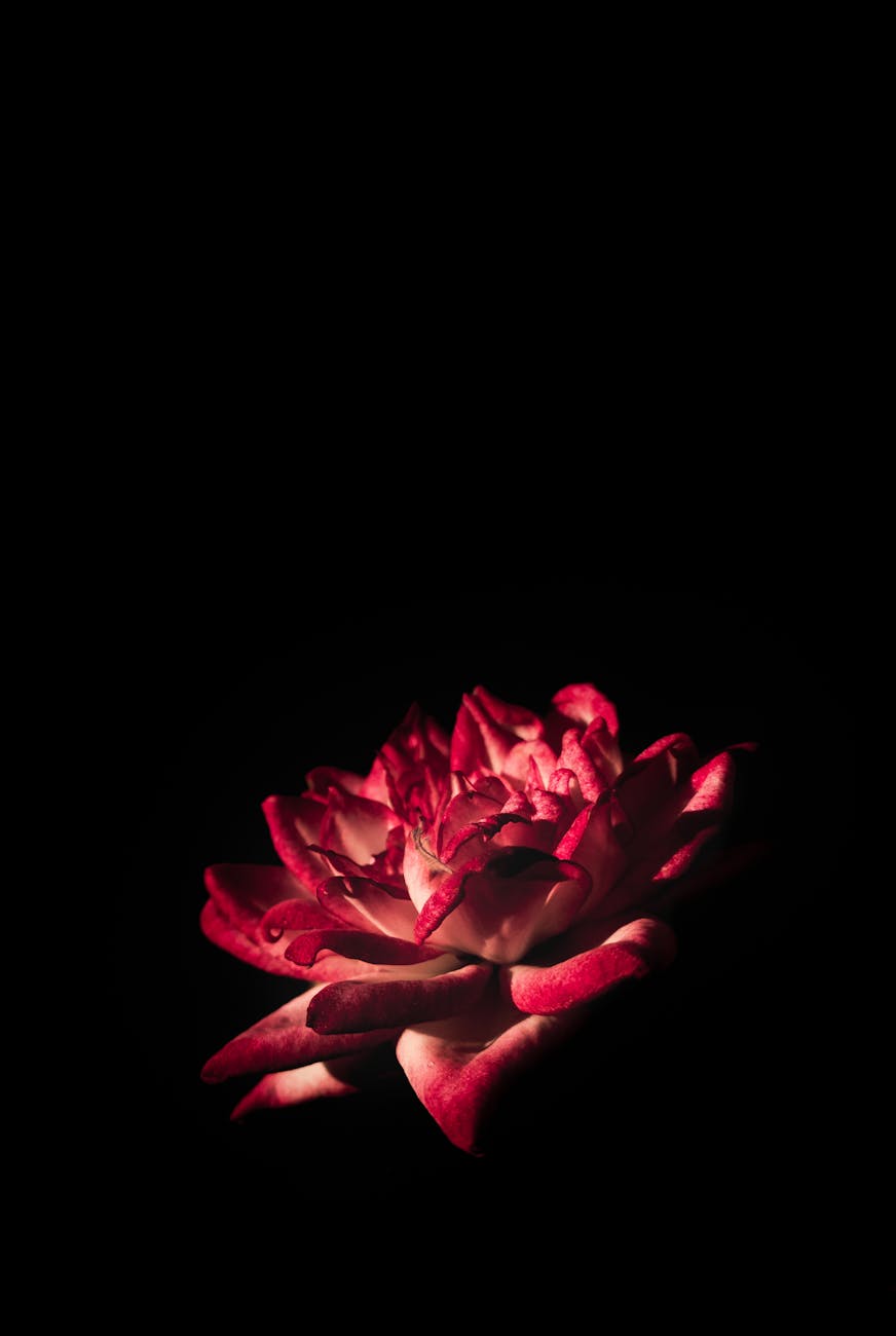 A red rose flower illuminated beautifully against a dramatic dark backdrop.