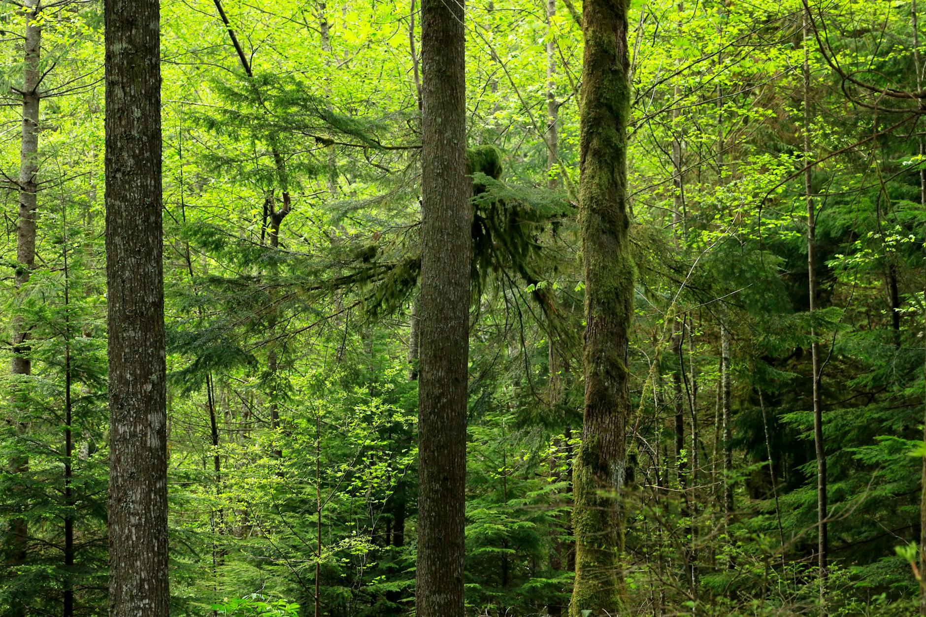 Dense forest scene filled with tall green trees and vibrant moss for a serene nature backdrop.