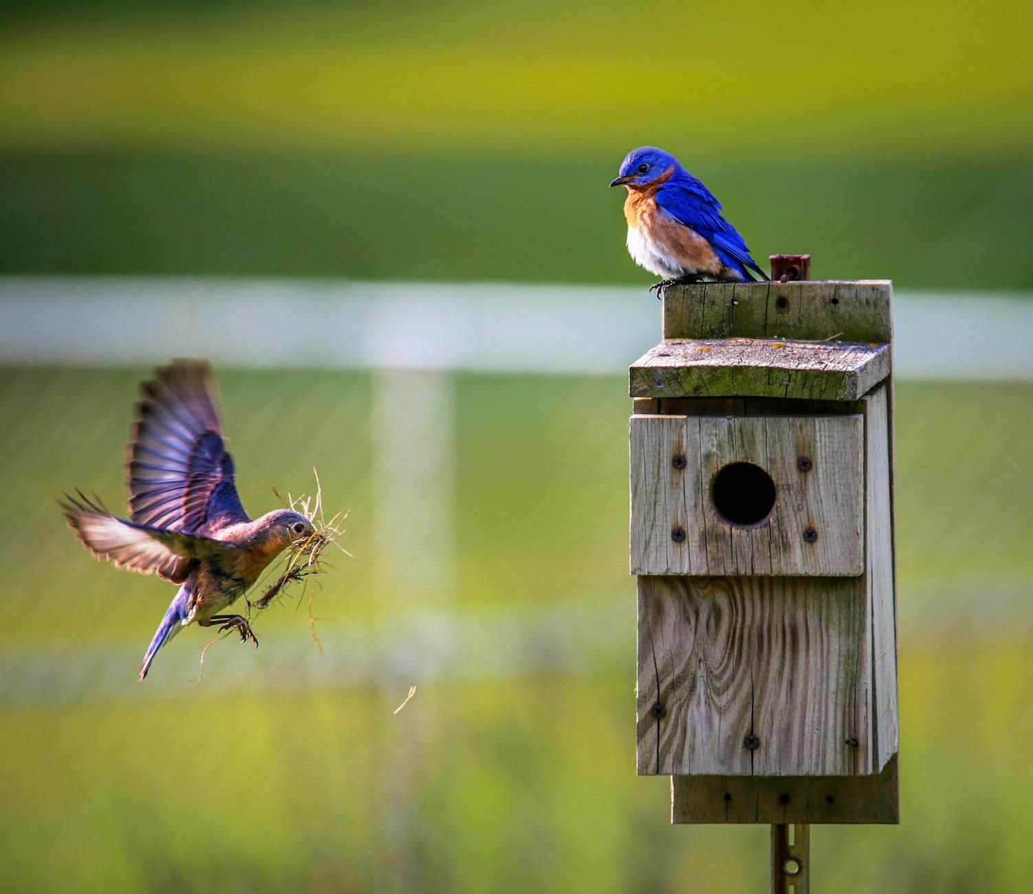A pair of Eastern Bluebirds interacting near a wooden birdhouse outdoors.