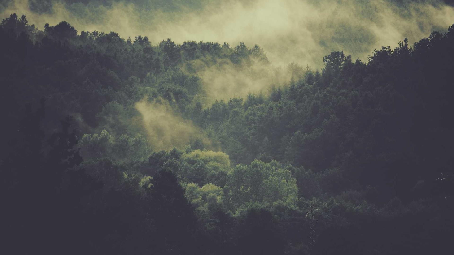 Random image from Lorem Picsum