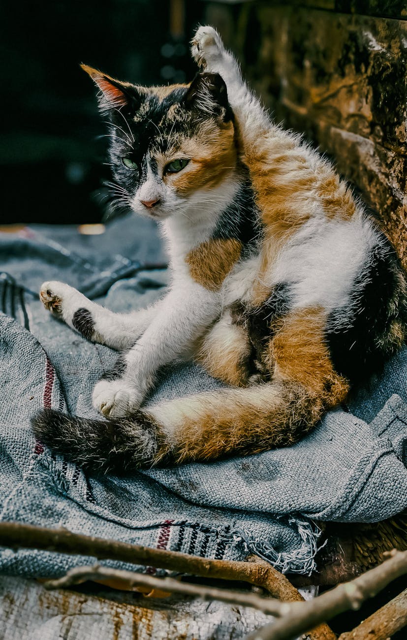 Charming calico cat cleaning itself while sitting on a blanket outside.