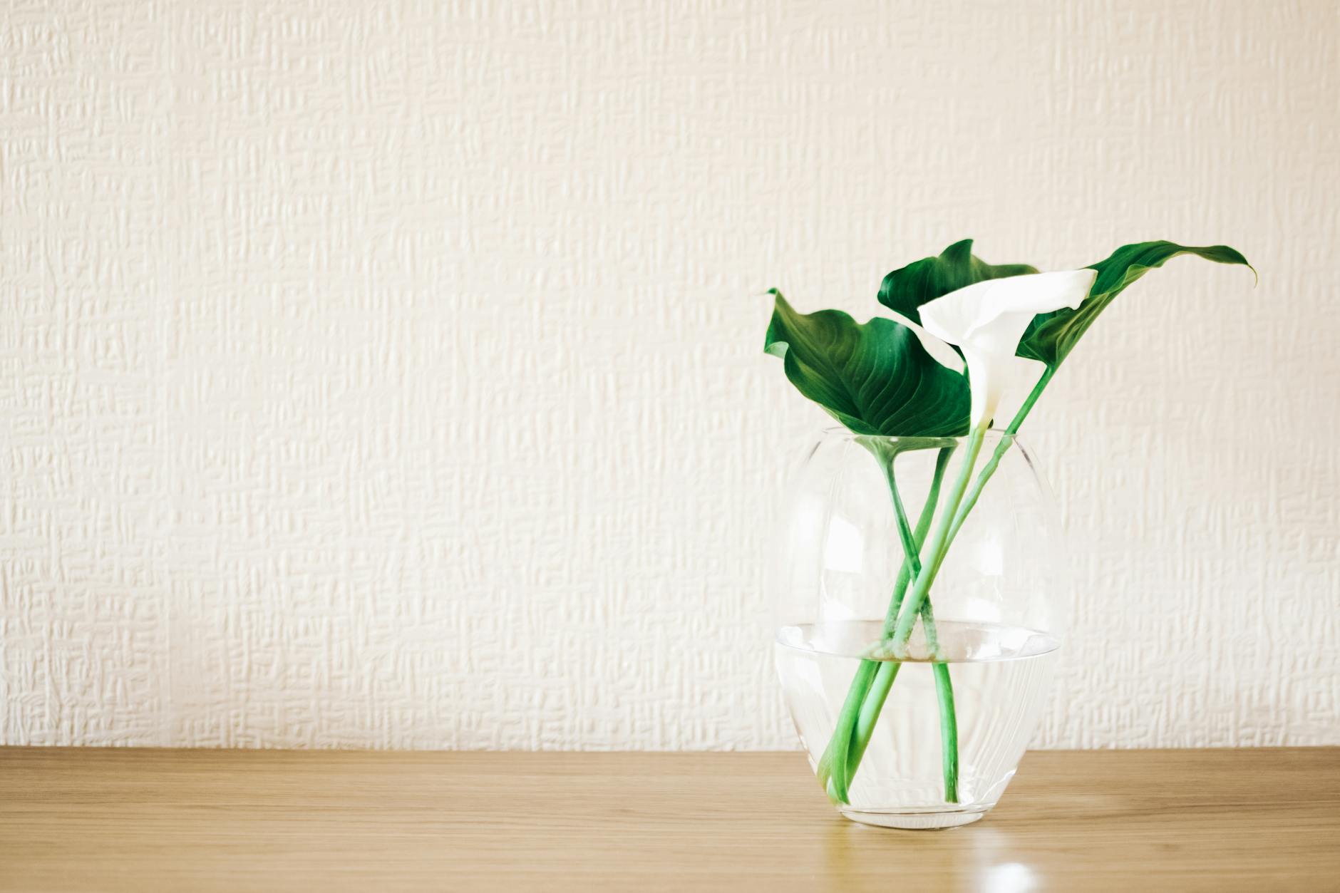 Minimalist photo of calla lilies in a glass vase against a textured wall, perfect for decor inspiration.