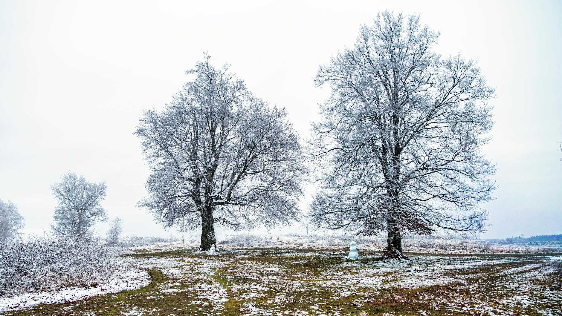 Tranquil winter scene with frosty trees and a snowman in a snowy countryside.