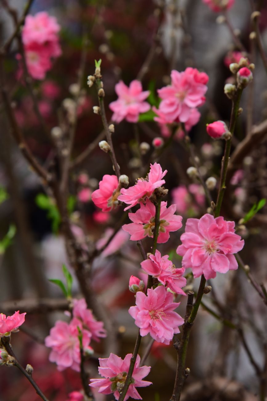 Stunning close-up of pink cherry blossoms on a tree in full bloom, signaling springtime.