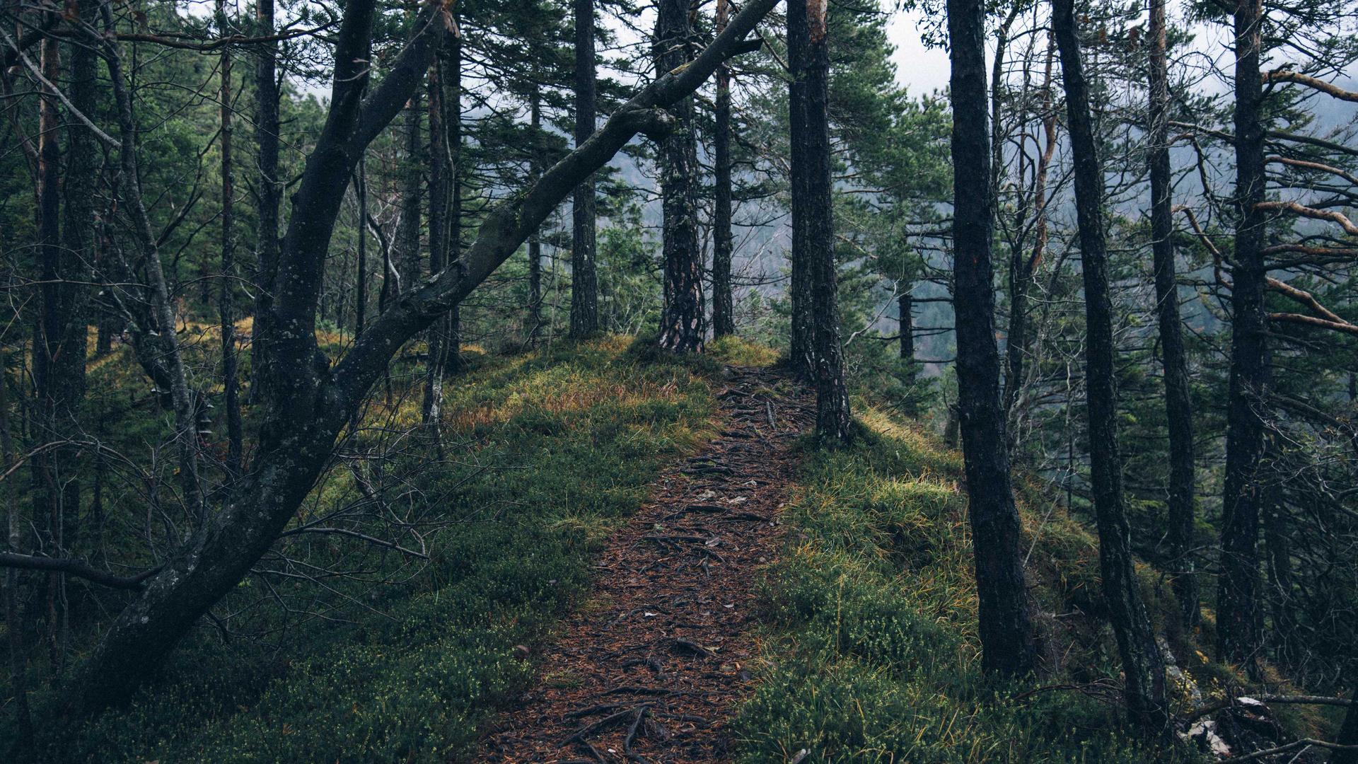 Random image from Lorem Picsum