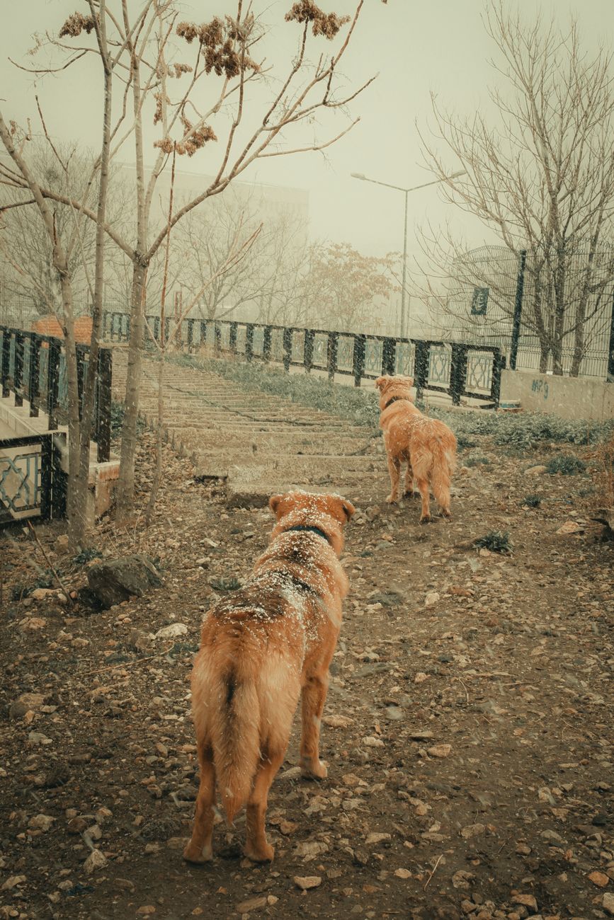 Golden retrievers walking on a snowy path in a park during winter, capturing a serene outdoor moment.
