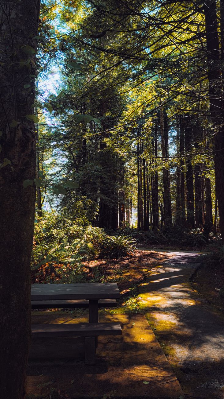 A tranquil forest path surrounded by tall trees, with sunlight filtering through the canopy.