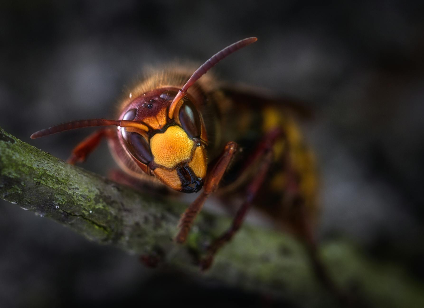 Detailed macro image of a hornet perched on a branch, showcasing its intricate features.