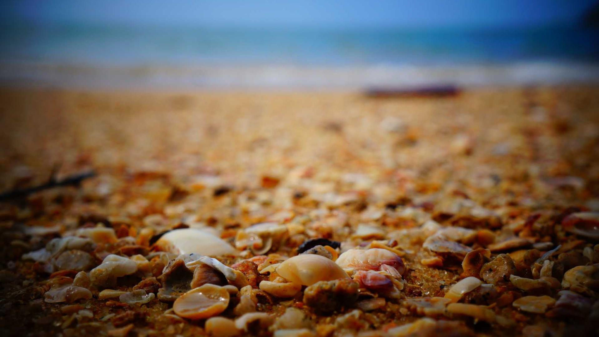 Random image from Lorem Picsum