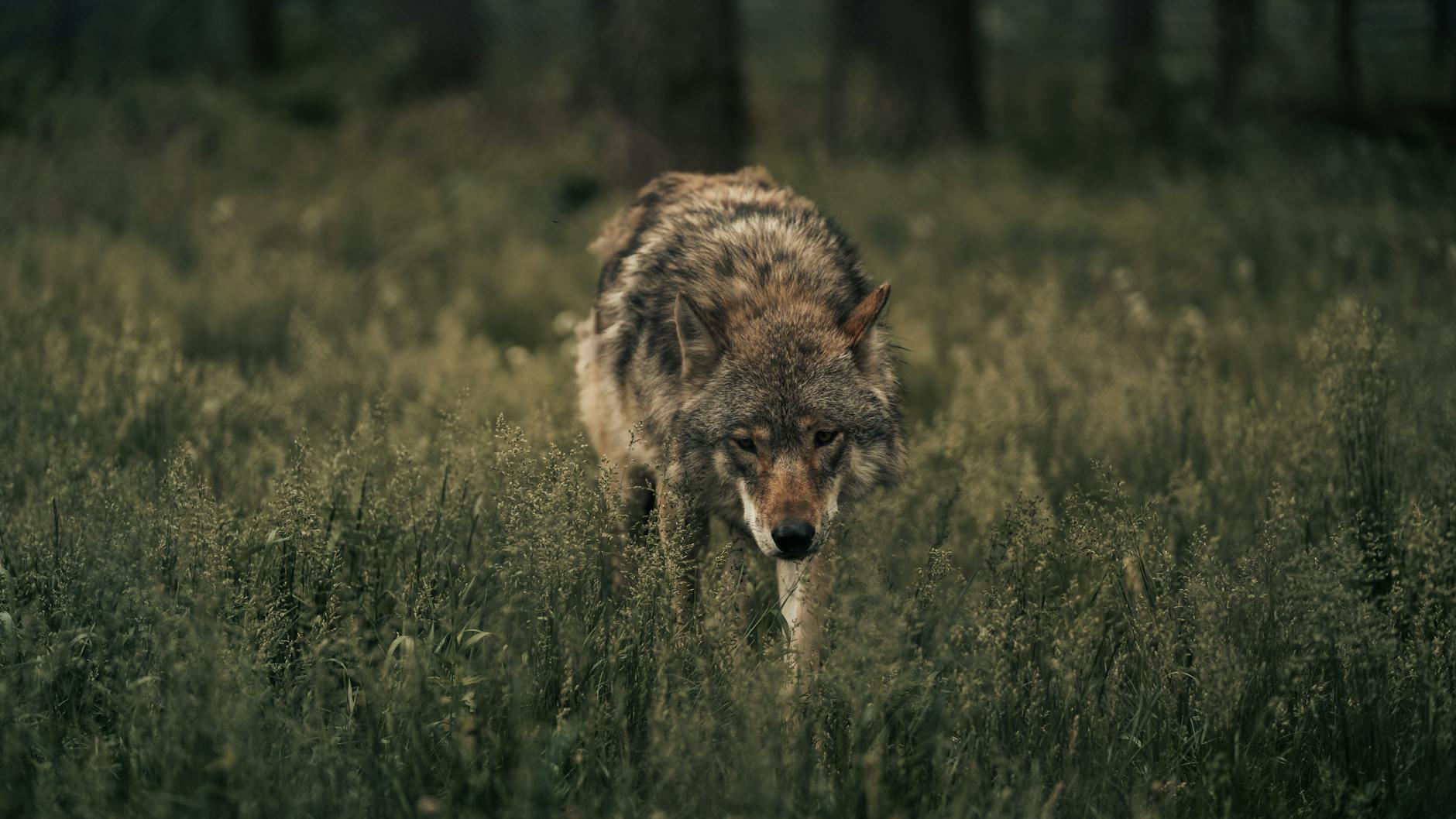 A lone wolf walking through lush green forest scenery, showcasing wildlife beauty.