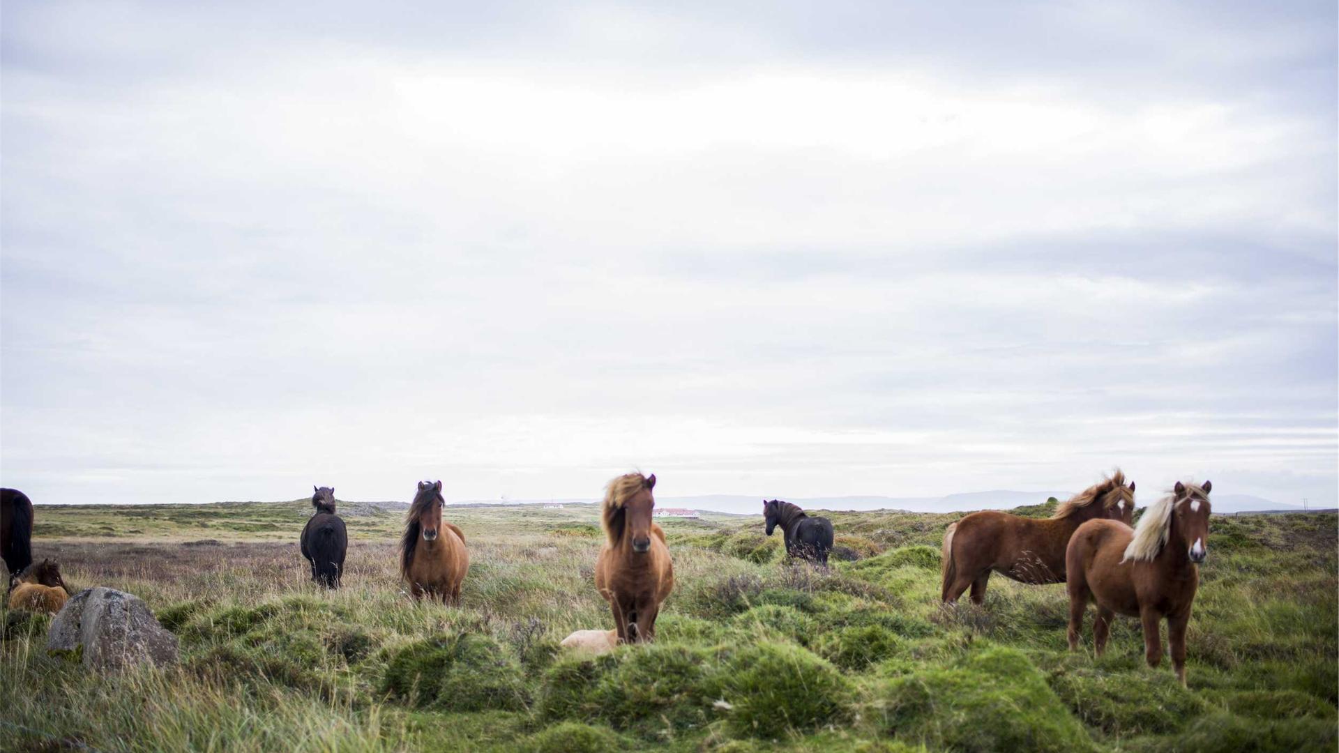 Random image from Lorem Picsum