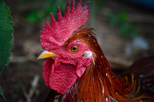 Gallo pinto costarricense