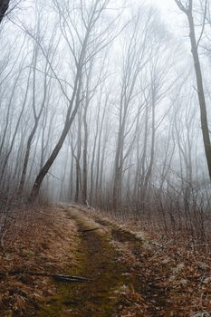 forest fog
