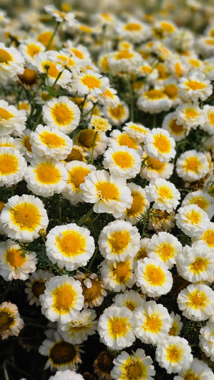 Авиабилеты в Армения